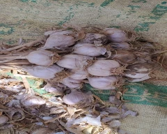 Normal Garlic for sale in Sikar