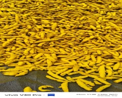 Allepey Finger Turmeric for sale in Hingoli