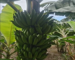G-9 Banana for sale in Sitapur