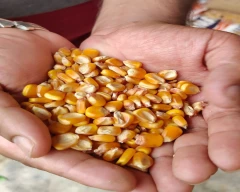 A Grade Quality Maize for sale in Guntur