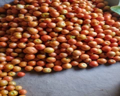 Saaho (TO-3251) Tomato for sale in Balrampur