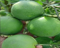 Normal Mosambi for sale in Jalna