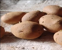 Jyoti Potato for sale in Murshidabad