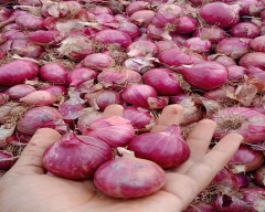 Red Onion for sale in YSR District