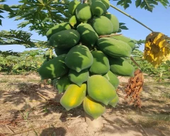 Red Lady Taiwan 786 Papaya for sale in Saharanpur