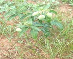 Baramasi Mango for sale in Mirzapur