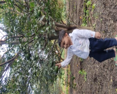 B Grade Quality Orange for sale in Amravati