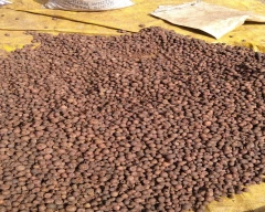 Rashi Arecanut for sale in Unakoti