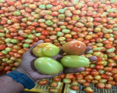 A Grade Quality Tomato for sale in Nashik