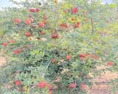 Bhagwa Pomegranate for sale in Anantapur