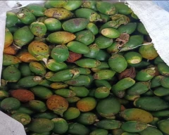 Raw Arecanut for sale in Malappuram