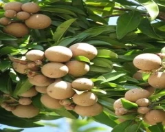 Normal Sapota for sale in Mysuru