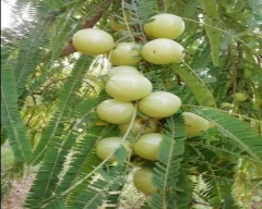 A Grade Quality Amla for sale in Panchkula