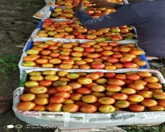 A Grade Quality Tomato for sale in Surajpur