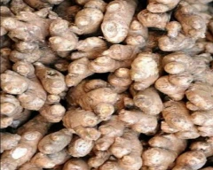 A Grade Quality Ginger for sale in Indore