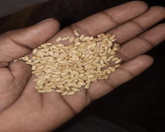 DBW-187 (Karan Vandana) Wheat for sale in RaeBareli