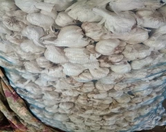 Big White Garlic for sale in Bhilwara