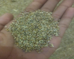 A Grade Quality Bajra for sale in Bhiwani