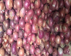 sagar Onion for sale in Siwan