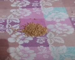 Shree Ram 303 Wheat for sale in Khagaria