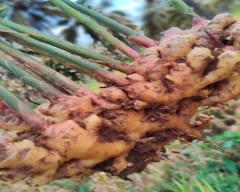 A Grade Quality Ginger for sale in Hassan
