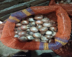 A Grade Quality Onion for sale in Rewa