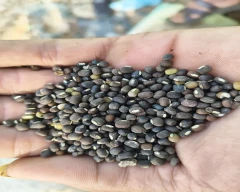 Indian Urad for sale in Lalitpur