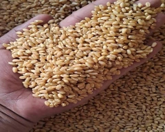A Grade Quality Wheat for sale in North East Delhi