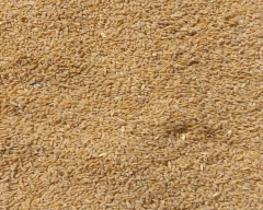 A Grade Quality Wheat for sale in Rewa