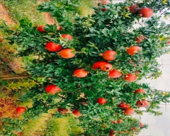 A Grade Quality Pomegranate for sale in Bengaluru Rural