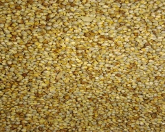 A Grade Quality Bajra for sale in Sawai Madhopur