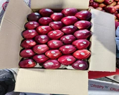 Royal Apple for sale in Kinnaur