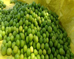 B Grade Quality Lemon for sale in Jalgaon