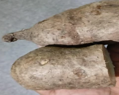 Normal Sweet Potato for sale in Ganjam