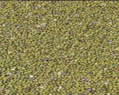 A Grade Quality Moong for sale in Barmer