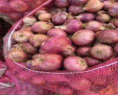 A Grade Quality Onion for sale in Chitradurga