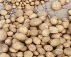 Khyati Potato for sale in Mathura