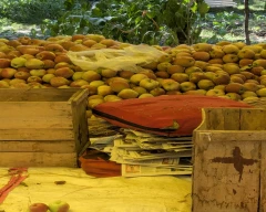 Kashmiri Apple for sale in Bandipore
