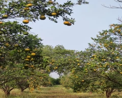 Nagpuri Orange for sale in Nagpur