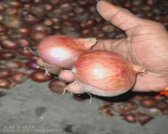 A Grade Quality Onion for sale in Jaunpur