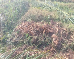 Rigodi Ginger for sale in Mysuru