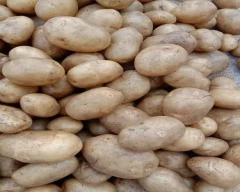 New Holland Potato for sale in Cooch Behar