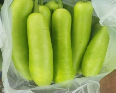 Normal Bottle Gourd for sale in Balrampur
