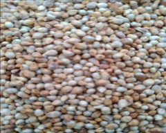 A Grade Quality Bajra for sale in Prakasam