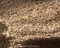 Brown Jeera for sale in Jodhpur