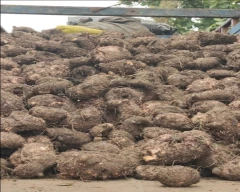 A Grade Quality Elephant Yam for sale in Guntur
