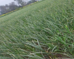A Grade Quality Garlic for sale in Amritsar