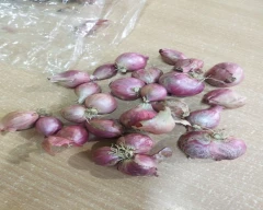 A Grade Quality Onion for sale in Salem