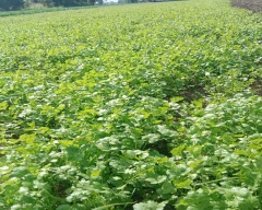 Normal Coriander for sale in Dewas