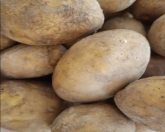 Jyoti Potato for sale in Hooghly